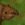 Beaver 25px.png