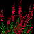 Red Snapdragons.png